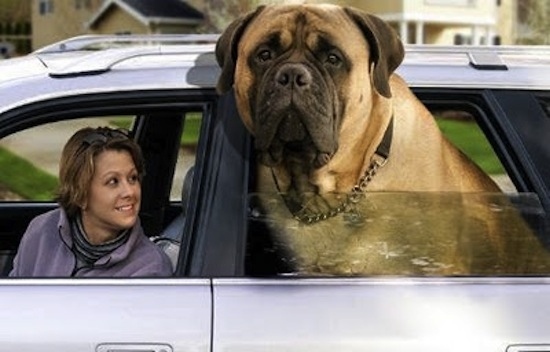 Heaviest Dog: Zorba