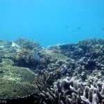 Snorkeling at Calaguas